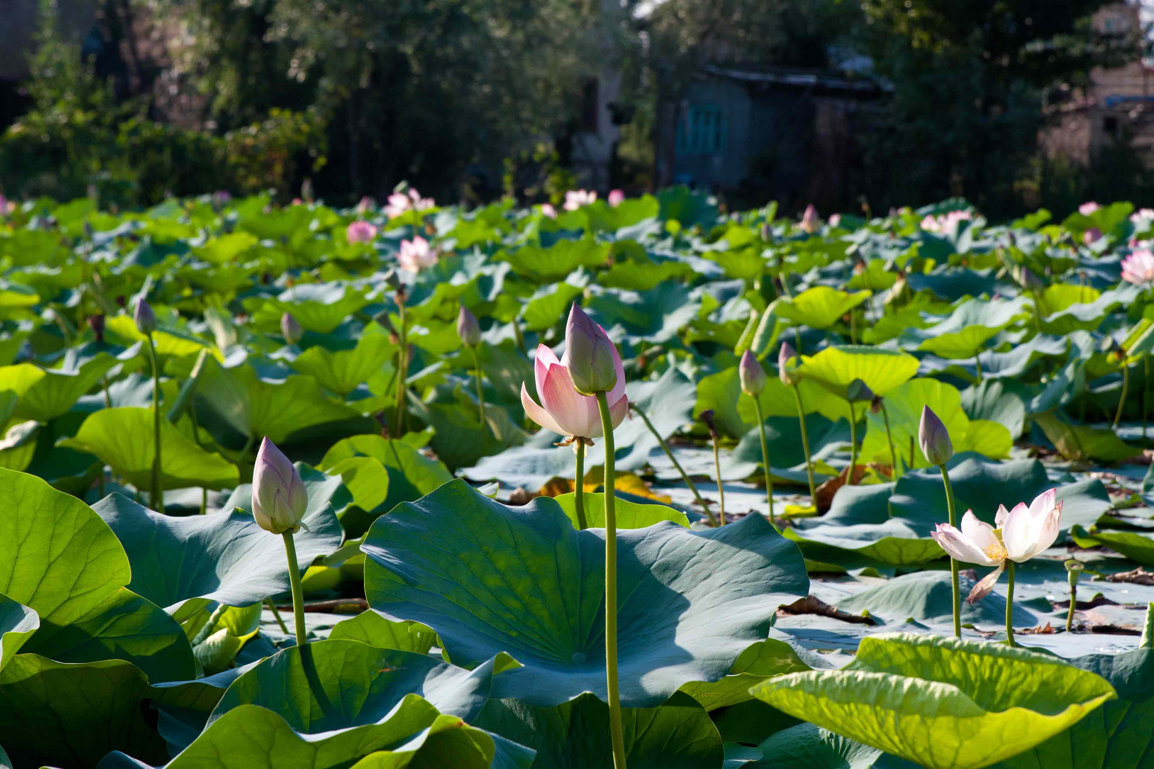 Lotus Blooms, Dal Lake, Image Credit- Sharmistha Dutta